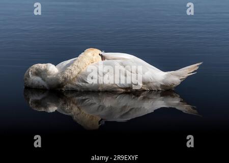 Der stumme Schwan (Cygnus olor) schläft mit dem Kopf unter den Flügelfedern, während er im Wasser des Sees schwimmt Stockfoto