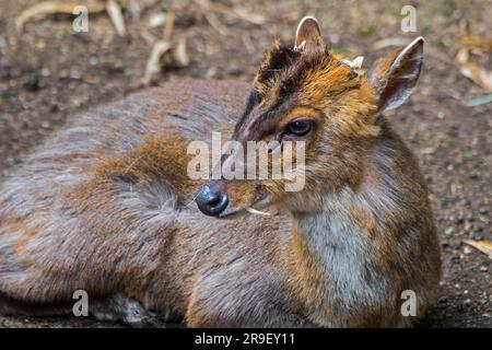 Reeves Muntjac (Muntiacus reevesi) männlich mit großen Stoßzähnen und Präorbitaldrüsen, heimisch in China und Taiwan und führte Arten in Europa ein Stockfoto