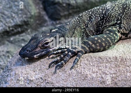 Spitzenstickerei/Baumglocke (Varanus varius/Lacerta varia) auf Felsvorsprung, in Ost-Australien geborene Warane Stockfoto