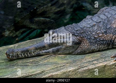 Falscher Gavial/Malayischer Gavial/Sunda Gavial (Tomistoma schlegelii), Süßwasserkrokodil, einheimisch auf der Halbinsel Malaysia, Borneo, Sumatra und Java Stockfoto