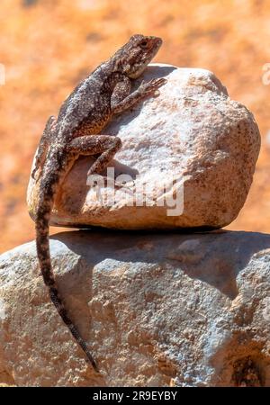 Southern Rock Agama, Klein Swartberg Gebirgskette im Seweweeks Poort Gebirgspass. Stockfoto