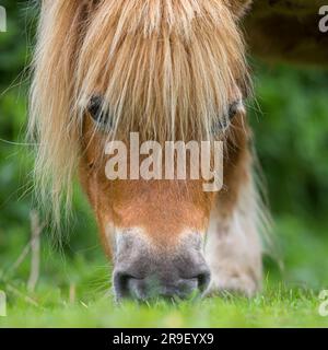 Nahaufnahme eines Ponykopfs, der grünes Gras auf dem Boden frisst. Stockfoto