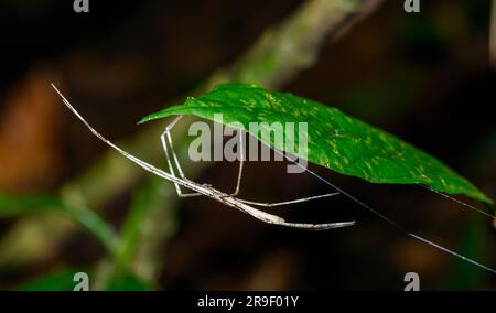 Netzgießspinne (Deinopis sp.), D. longipre?) Von Las Arrieras, Sarapiqui, Costa Rica. Stockfoto