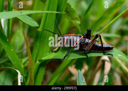 Lubber Grashüpfer (Romalea guttata, Nymphe) aus Las Arrieras, Sarapiqui, Costa Rica. Stockfoto