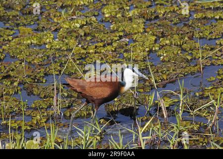 AFRICAN JACANA actophilornis africanus, Erwachsener im Sumpf, Moremi Reserve, Okavango Delta in Botsuana Stockfoto