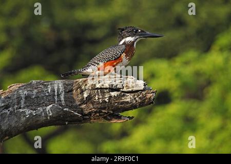 Riesen-Kingfisher, Megaceryle Maxima, Erwachsener, der auf dem Zweig steht, Moremi Reserve, Okavango Delta, Botsuana Stockfoto