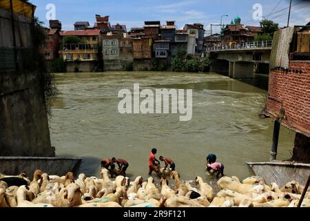 Srinagar, Indien. 26. Juni 2023. 26. Juni 2023, Srinagar Kaschmir, Indien : Indische Viehhändler waschen Schafe am Fluss, bevor sie sie vor dem Eid-al-Adha Festival in Srinagar verkaufen. Muslime auf der ganzen Welt feiern Eid-Al-Adha, indem sie Vieh wie Kamele, Schafe, Ziegen und Kühe schlachten, um der Hingabe des Propheten Abraham an Allah Tribut zu zollen. Am 26. Juni 2023 in Srinagar Kashmir, Indien. (Foto: Firdous Nazir/Eyepix Group) Kredit: Eyepix Group/Alamy Live News Stockfoto