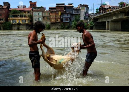 Srinagar, Indien. 26. Juni 2023. 26. Juni 2023, Srinagar Kaschmir, Indien : Indische Viehhändler waschen Schafe am Fluss, bevor sie sie vor dem Eid-al-Adha Festival in Srinagar verkaufen. Muslime auf der ganzen Welt feiern Eid-Al-Adha, indem sie Vieh wie Kamele, Schafe, Ziegen und Kühe schlachten, um der Hingabe des Propheten Abraham an Allah Tribut zu zollen. Am 26. Juni 2023 in Srinagar Kashmir, Indien. (Foto: Firdous Nazir/Eyepix Group) Kredit: Eyepix Group/Alamy Live News Stockfoto