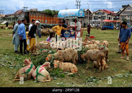 Srinagar, Indien. 26. Juni 2023. 26. Juni 2023, Srinagar Kaschmir, Indien : Schafe werden auf einem Viehmarkt vor dem Eid-al-Adha-Festival in Srinagar gesehen. Muslime auf der ganzen Welt feiern Eid-Al-Adha, indem sie Vieh wie Kamele, Schafe, Ziegen und Kühe schlachten, um der Hingabe des Propheten Abraham an Allah Tribut zu zollen. Am 26. Juni 2023 in Srinagar Kashmir, Indien. (Foto: Firdous Nazir/Eyepix Group) Kredit: Eyepix Group/Alamy Live News Stockfoto