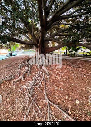 Baum mit großem Körper und gigantischen Wurzeln über dem Boden in Sevilla, Spanien. Stockfoto