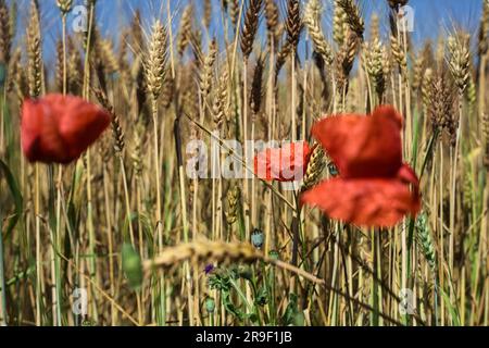 Blühende Mohnblüten auf einem Weizenfeld aus nächster Nähe Stockfoto