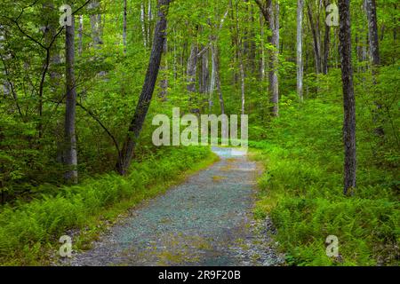 Eine rustikale Straße durch einen Sommerwald in den Pocono Mountains in Pennsylvania. Stockfoto