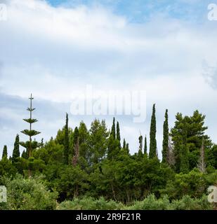Eine Horizontlinie aus verschiedenen Baumarten, einschließlich Kiefern der Zypressen und Norfolk-Inseln, Kefalonia, Griechenland Stockfoto