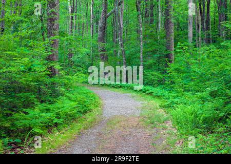 Eine rustikale Straße durch einen Sommerwald in den Pocono Mountains in Pennsylvania. Stockfoto