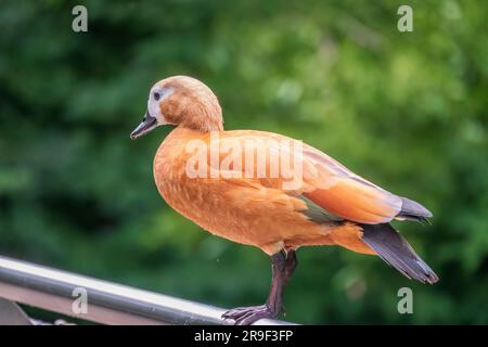 Ruddy Shelduk steht auf einem Metallzaun, Ruddy Shelduk, Tadorna ferruginea. Es handelt sich um eine Entenfamilie von Wasservögeln, ähnlich der gewöhnlichen. Der Vogel hat einen Orang Stockfoto