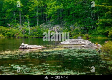 Egypt Meadows Lake im Bruce Lake State Forest Nsatural Area, Pocono Mountains, Pennsylvania Stockfoto