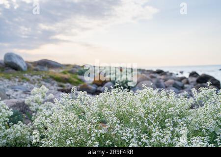 Steinstrand mit blühenden Grünkohl (Crambe maritima) Pflanzen, die am Meer wachsen. Stockfoto