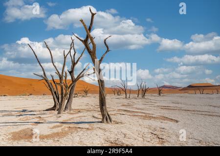 Tote Bäume in Deadvlei, Namib-Naukluft-Nationalpark, Namibia, Afrika. Stockfoto