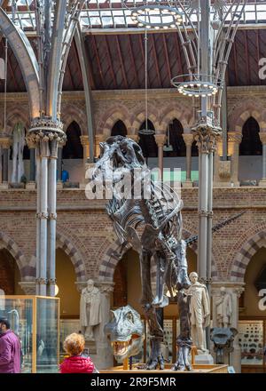 Zeitlose Ausstellungsschätze im Natural History Museum in Oxford. Stockfoto