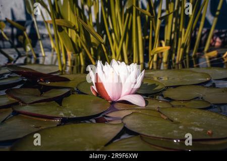 Blick auf einen Gartenteich mit rosafarbenen Seerosenblüten und Salaten. Stockfoto