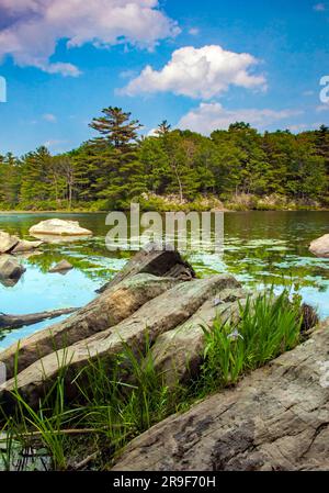 Egypt Meadows Lake im Bruce Lake State Forest Nsatural Area, Pocono Mountains, Pennsylvania Stockfoto