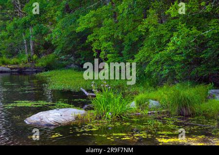 Egypt Meadows Lake im Bruce Lake State Forest Nsatural Area, Pocono Mountains, Pennsylvania Stockfoto