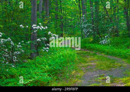 Eine rustikale Straße durch einen Sommerwald in den Pocono Mountains in Pennsylvania. Stockfoto