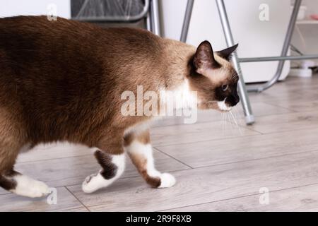 Siamesische Katze, die auf einem Holzboden spaziert Stockfoto