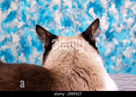 Die Katze drehte sich von der Nahaufnahme der Kamera weg Stockfoto