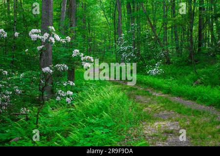 Eine rustikale Straße durch einen Sommerwald in den Pocono Mountains in Pennsylvania. Stockfoto