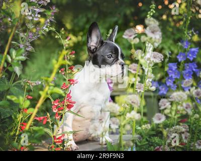 Das süße Hündchen sitzt auf einer Wiese in der Nähe von Blumen. Klarer, sonniger Tag. Nahaufnahme, draußen. Tageslicht. Konzept von Pflege, Bildung, Gehorsamstraining und RA Stockfoto