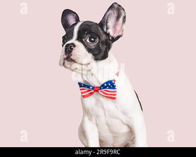 Charmantes Hündchen und eine Fliege in den Farben der amerikanischen Flagge. Nahaufnahme, drinnen. Isolierter Hintergrund. Studioaufnahme. Glückwunsch für die Familie, Liebes Stockfoto