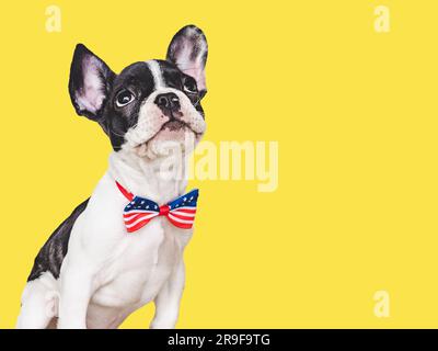 Charmantes Hündchen und eine Fliege in den Farben der amerikanischen Flagge. Nahaufnahme, drinnen. Isolierter Hintergrund. Studioaufnahme. Glückwunsch für die Familie, Liebes Stockfoto