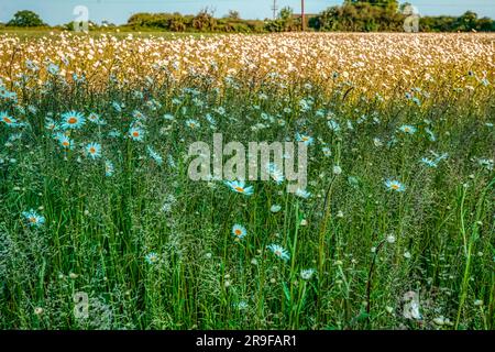 Gänseblümchen in Sonne und Schatten. Ein Feld voller Oxeye-Gänseblümchen, Leucanthemum vulgare, in der Frühlingssonne. Upper Wield, Hampshire, Großbritannien Stockfoto