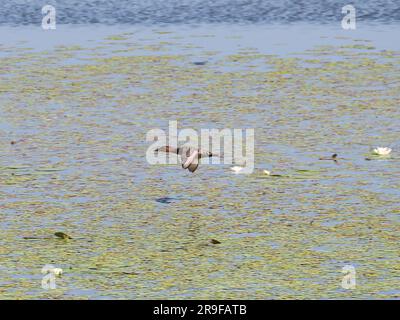 Pochard, Tafelente, Fuligule milouin, Aythya ferina, barátréce, Hortobágy, Ungarn, Magyarország, Europa Stockfoto