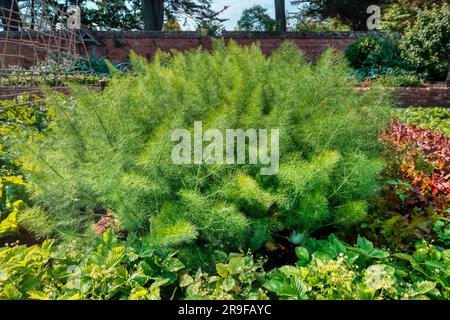 Federblätter auf Fenchel (Foeniculum vulgare) wachsen im Küchengarten des Restaurants Pig im New Forest, Brockenhurst, Hampshire, Großbritannien Stockfoto