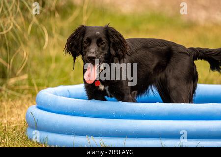 Ein junger schwarzer Springer-Spaniel (ein Kreuz aus Cocker und springer) namens Lyra kühlt sich in einem Kinderplanschbecken ab. Tickhill, South Yorkshire, Großbritannien Stockfoto