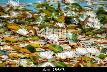 Wasserlilien, Wasserlilien, am Hatchet Pond, in der Nähe von Beaulieu, New Forest, Hampshire, Großbritannien Stockfoto