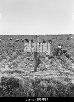 Die Fotografin Dorothea lange fotografiert Amerika während und nach der Großen Depression für die Farm Security Administration (FSA). Foto von Dorothea lange Stockfoto