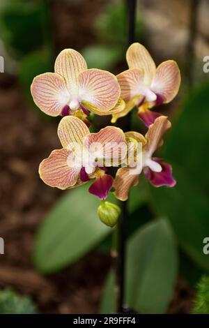 Nahaufnahme eleganter und exotischer Ochideenblüten im Herbst Stockfoto