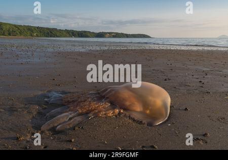 Quallen am Strand Stockfoto