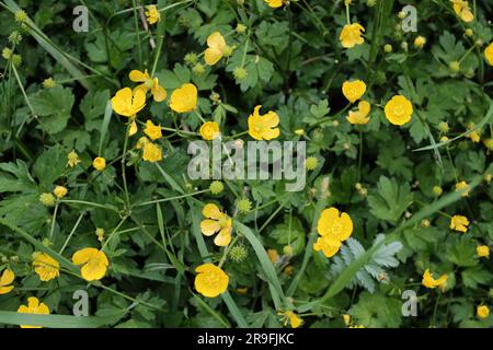 Die goldene Schönheit der Natur auf einer Wiese: Lebendige Butterblumen bringen Kunst in die Frühlingslandschaft. Stockfoto