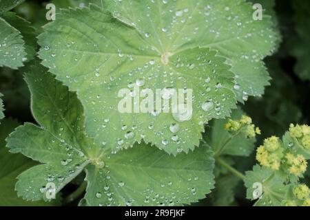 Der erfrischende Touch der Natur: Leuchtend grüne Blätter mit glitzernden Tröpfchen, eine reine Feier des Lebens. Stockfoto