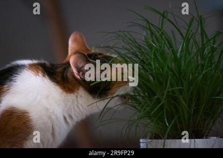 Tricolor Calico Katze, die zu Hause grünes Gras isst. Süße weiße schwarze gelbe Pussycat beißt Gras auf dunkelgrauem Hintergrund. Tierporträt. Stockfoto