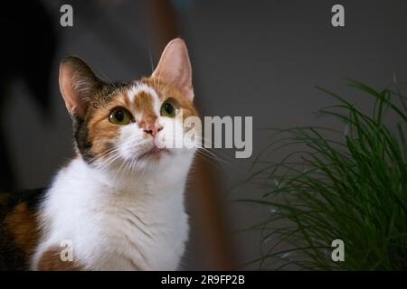 Dreifarbige Calico-Katze mit grünen Augen, die nach oben schauen. Süße weiße schwarze gelbe Pussycat sitzt neben Katzengras mit dunkelgrauem Hintergrund. Stockfoto