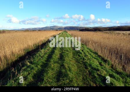 Causeway über Cors Fochno / Borth Bog, ein UNESCO-Biosphärengebiet in Ceredigion, Wales, Großbritannien Stockfoto