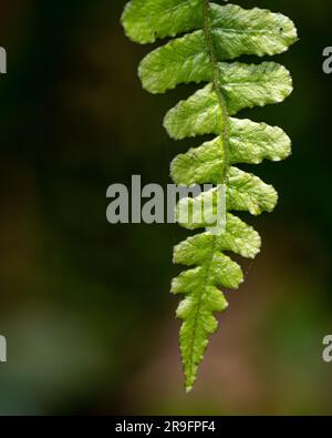 Eine Nahaufnahme eines einzelnen Farns mit unscharfem Hintergrund Stockfoto