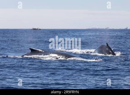Blick auf schwimmende Wale im La Reunion, Frankreich Stockfoto