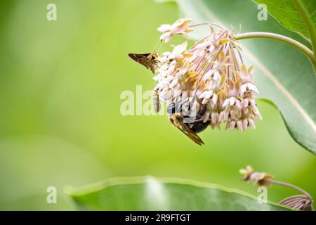 Schmetterling der Bestäuber (Hylephila phyleus), Ailanthus-Webwurmmotte (Atteva aurea) und östliche Zimmermannsbiene (Xylocopa virginiana) auf gemeinem Milchkraut Stockfoto