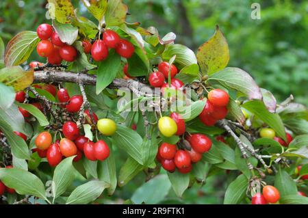 Im Garten auf einem Ast reift man Hundelobst Stockfoto